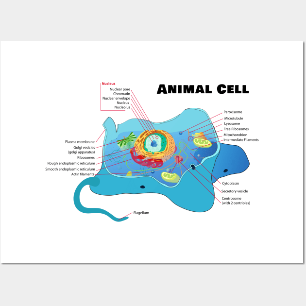 Structure of a Typical Animal Cell Wall Art by sovereign120